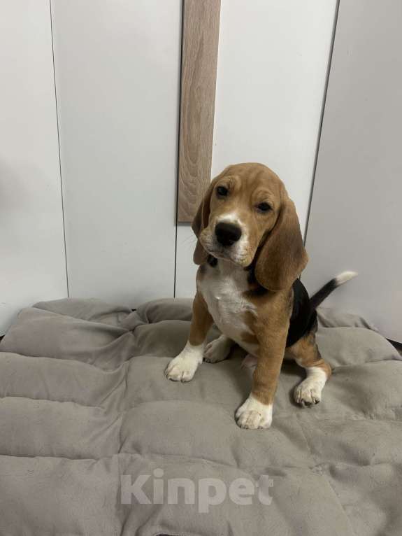 Собаки в Волжском: Продаются щенки  Мальчик, 25 000 руб. - фото 2