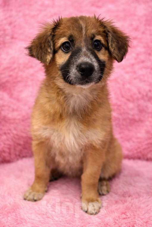 Собаки в Химках: Девочка Мия Девочка, Бесплатно - фото 3