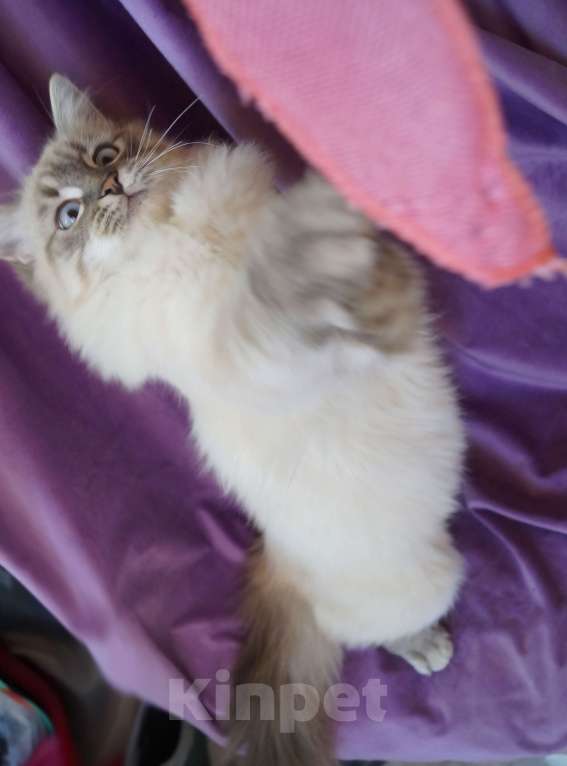 Кошки в Краснодаре: Невская маскарадная котенок Амур в окрасе блю биколор поинт Мальчик, 35 000 руб. - фото 3