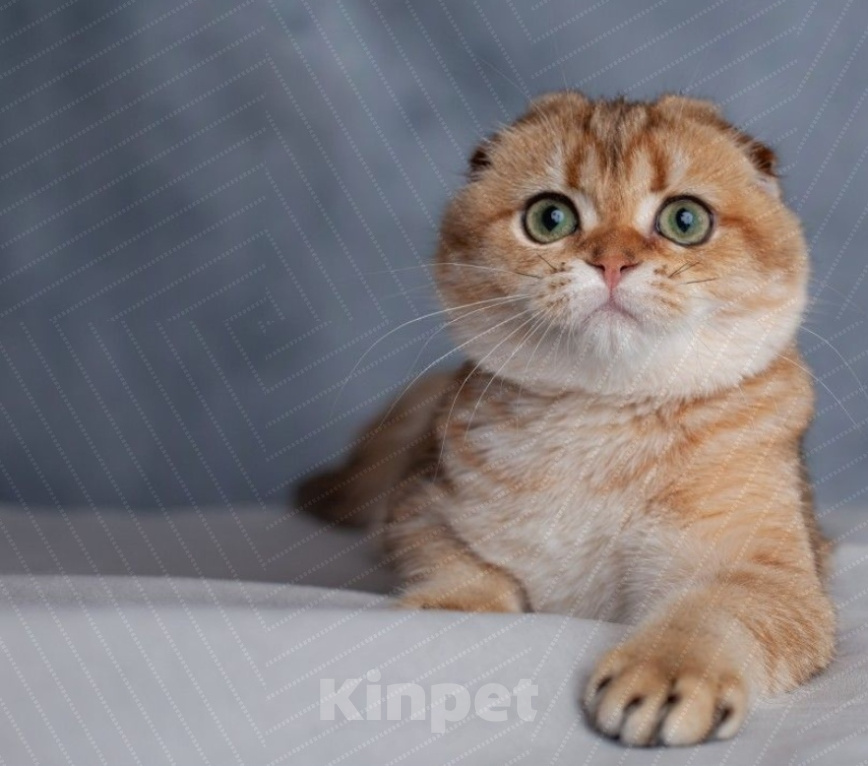 Кошки в Воронеже: клубная шотландская фолд яркое золото Девочка, 50 000 руб. - фото 1