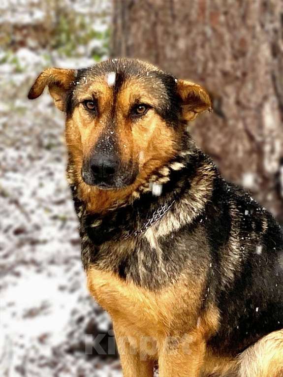 Собаки в других городах Ленинградской области: Буран в добрые руки Мальчик, Бесплатно - фото 1