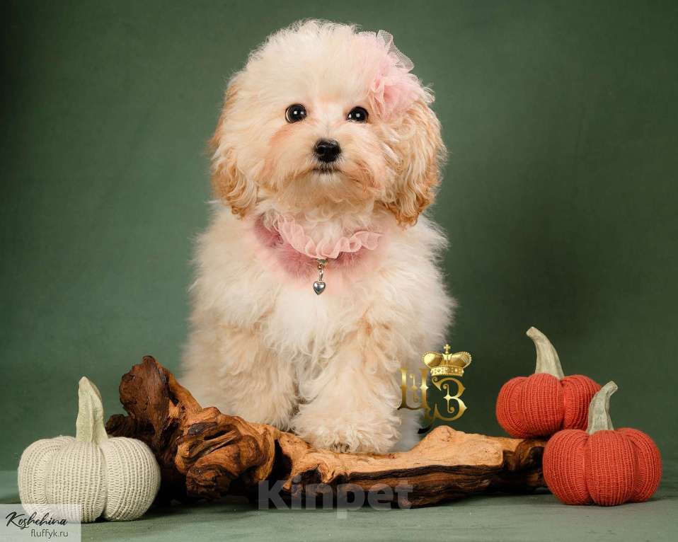Собаки в Москве: Мальтипу мини  Девочка, Бесплатно - фото 1