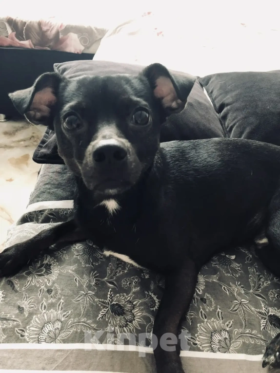 Собаки в Краснодаре: Отдам в добрые руки собачку Мальчик, Бесплатно - фото 9