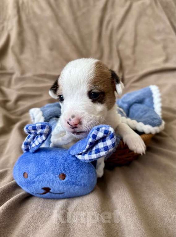 Собаки в Москве: Щенки от титулованных родителей Девочка, Бесплатно - фото 1