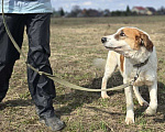 Собаки в Королеве: Ищет дом красавец Друлл! Мальчик, Бесплатно - фото 9