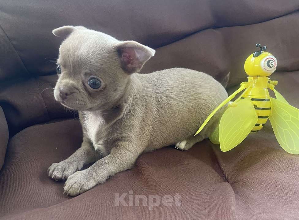 Собаки в других городах Ленинградской области: Щенок чихуахуа Девочка, 60 000 руб. - фото 5