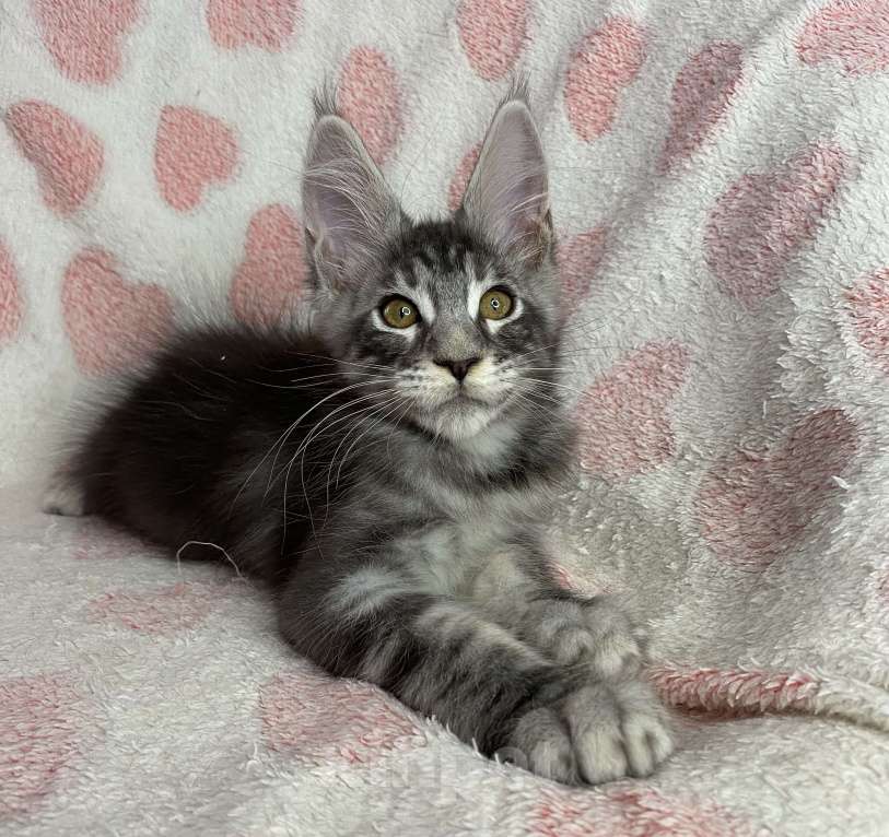 Кошки в Дмитрове: Черный серебристый мраморный мальчик мейн кун Zhan Мальчик, 40 000 руб. - фото 6