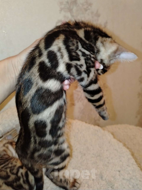 Кошки в Москве: Девочка браун Девочка, 45 000 руб. - фото 2