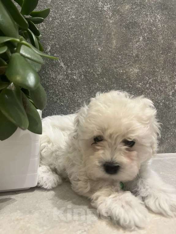 Собаки в других городах Ленинградской области: Мальтипу F1 Мальчик, 80 000 руб. - фото 2