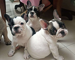 Собаки в Владикавказе: Продаются щенки Французского бульдога от родителей Интерчемпионов!!! Девочка, 90 000 руб. - фото 9