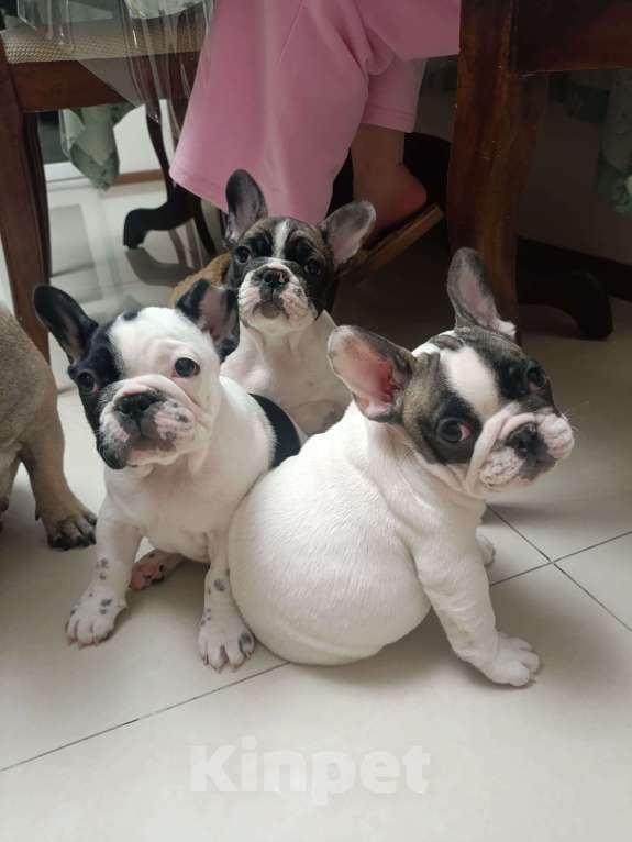 Собаки в Владикавказе: Продаются щенки Французского бульдога от родителей Интерчемпионов!!! Девочка, 90 000 руб. - фото 9
