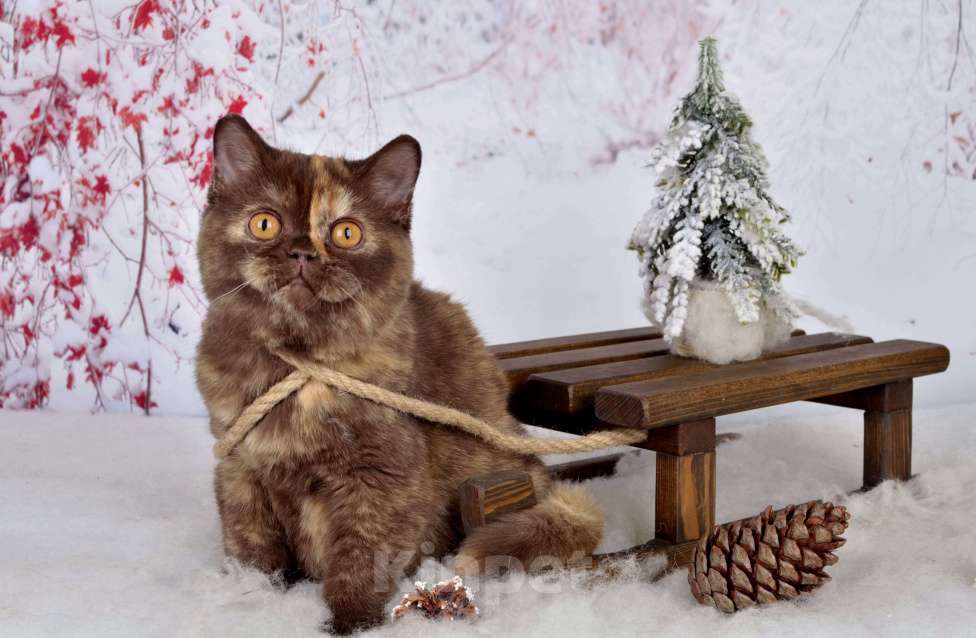 Кошки в Санкт-Петербурге: Британская кошечка шоколадного черепахового окраса Девочка, 45 000 руб. - фото 2