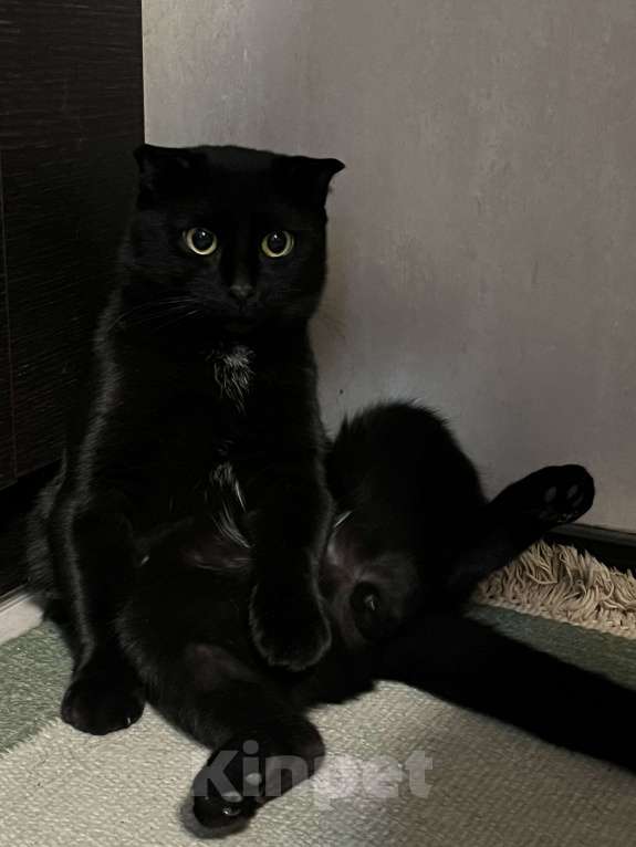 Кошки в Нижнем Новгороде: котик ищет дом Мальчик, Бесплатно - фото 1