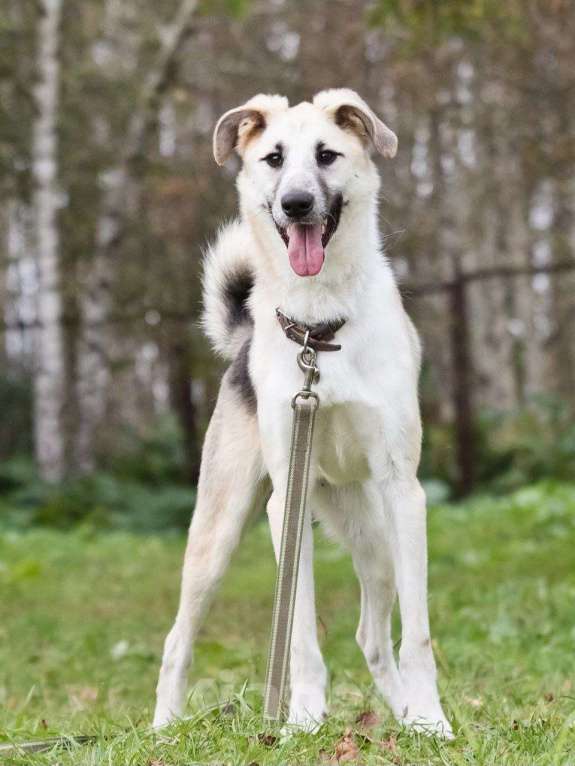 Собаки в других городах Московской области: Мирон якутенок Мальчик, Бесплатно - фото 4