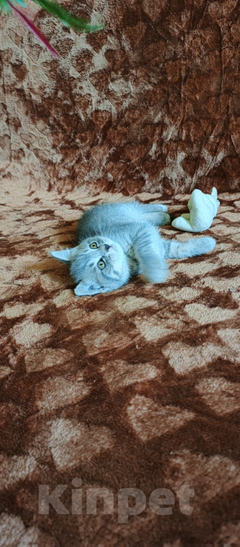 Кошки в Севастополе: Шотландский прямоухий котёнок Девочка, 13 000 руб. - фото 7