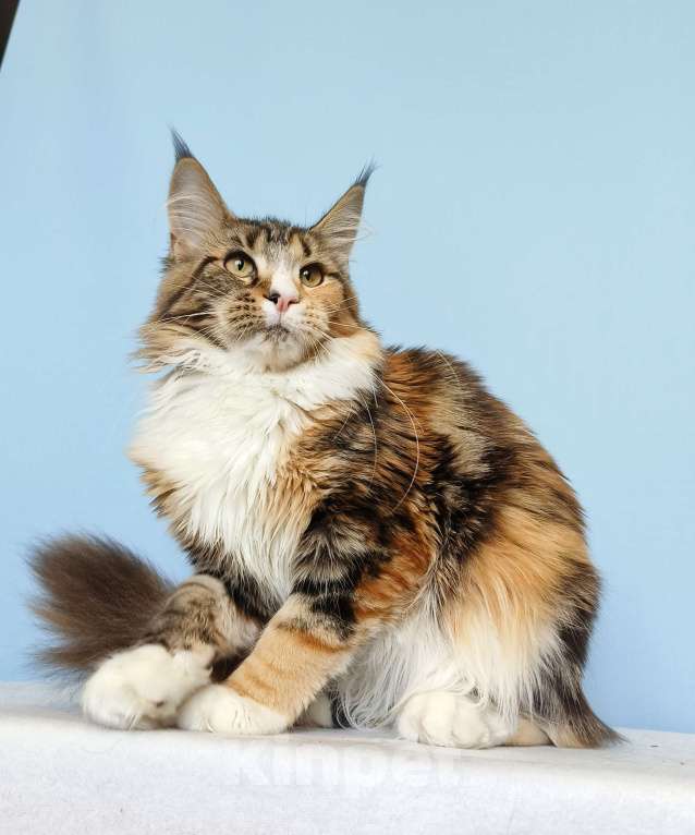 Кошки в Москве: Котята Мейн-Кун от Чемпионов Девочка Девочка, 37 000 руб. - фото 3