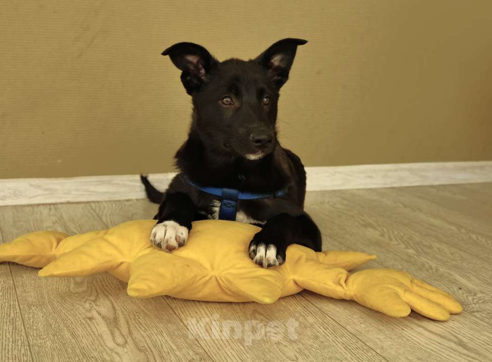 Собаки в Москве: Щенок бесплатно в Москве Мальчик, Бесплатно - фото 4