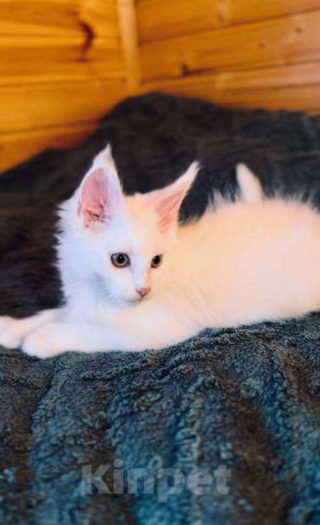 Кошки в Москве: Белый мальчик полидакт Мальчик, 50 000 руб. - фото 4