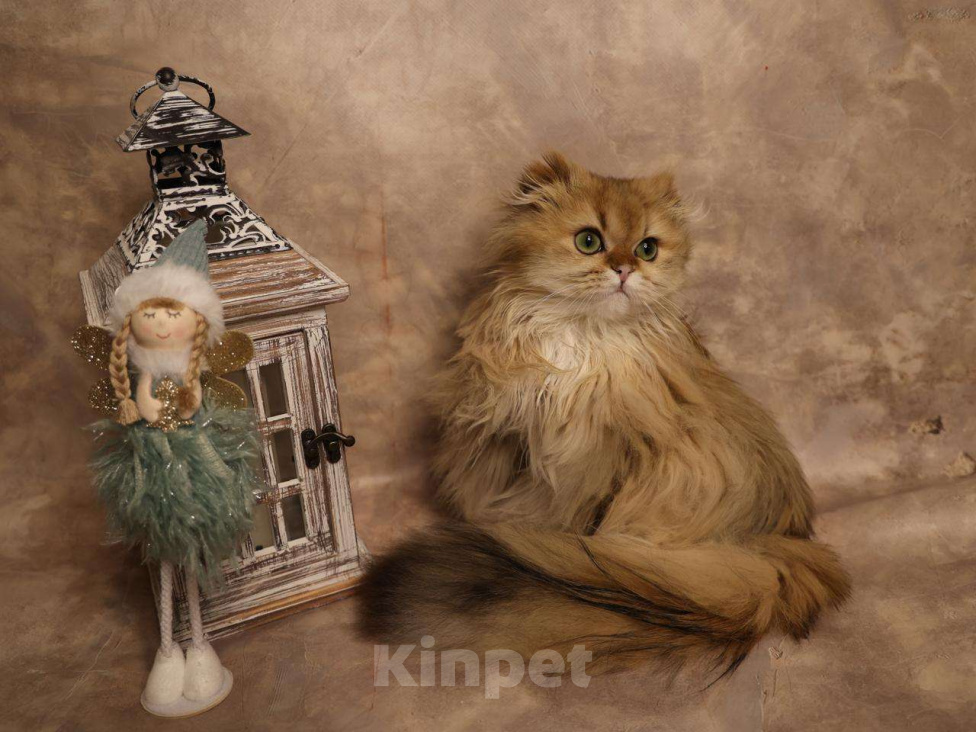 Кошки в Москве: Шотландский вислоухий длинношёрстный котёнок Мальчик, 60 000 руб. - фото 7