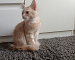 Кошки в Краснодаре: Котёнок в добрые руки Девочка, Бесплатно - фото 1