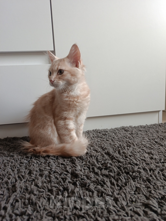 Кошки в Краснодаре: Котёнок в добрые руки Девочка, Бесплатно - фото 1