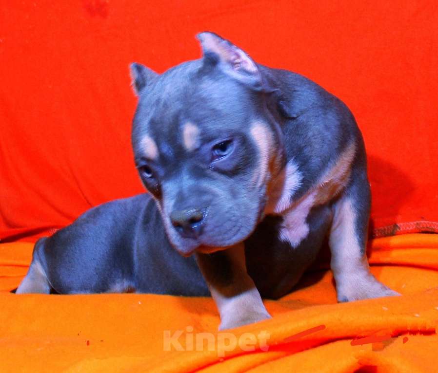 Собаки в других городах Ярославской области: Девочка- булли Девочка, 90 000 руб. - фото 2