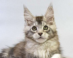 Кошки в Москве: Котенок Мейн Кун Мальчик, Бесплатно - фото 2