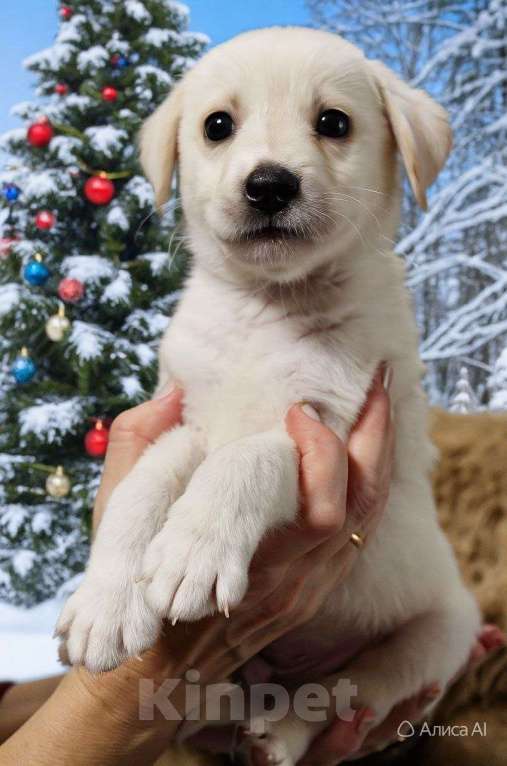 Собаки в Севастополе: Щенок метис лабрадора Мальчик, Бесплатно - фото 1