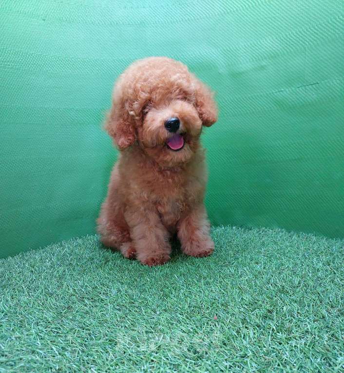 Собаки в других городах Московской области: Шикарный рыжий мальчик Тобби. Мальчик, 100 000 руб. - фото 2