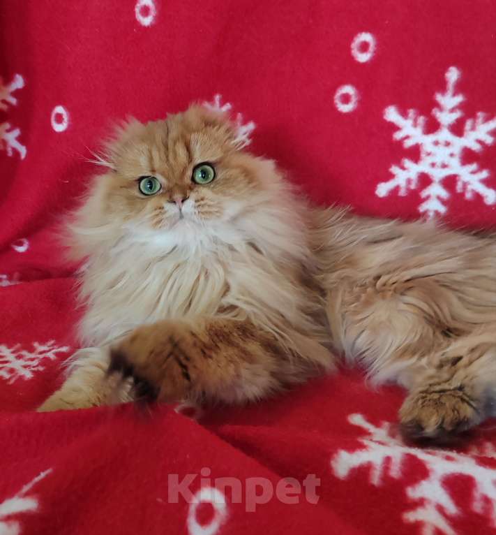 Кошки в Москве: Котик золотой мраморный хайленд Мальчик, 8 000 руб. - фото 6