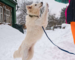 Собаки в Красногорске: Белое облачко Кнопа 11 месяцев ищет дом Девочка, Бесплатно - фото 5