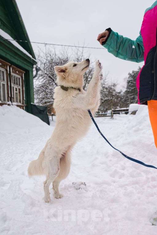 Собаки в Красногорске: Белое облачко Кнопа 11 месяцев ищет дом Девочка, Бесплатно - фото 5