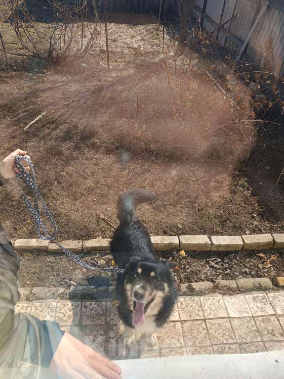 Собаки в других городах Волгоградской области: Немечкая овчарка-хаска Девочка, Бесплатно - фото 8