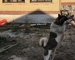 Собаки в Казани: Акита Американский на вязку, 1 руб. - фото 10