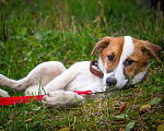 Собаки в Москве: Бело-рыжий щенок Найда ищет дом Девочка, Бесплатно - фото 4