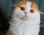 Кошки в Магнитогорске: Шотландский вислоухий котик шоу-класса Мальчик, 25 000 руб. - фото 2