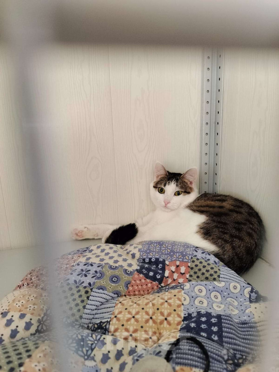 Кошки в Москве: Лапка. Лапочка. Лапушка. Девочка, Бесплатно - фото 4