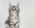 Кошки в Тюмени: Котенок мейн-кун девочка Девочка, 55 000 руб. - фото 5