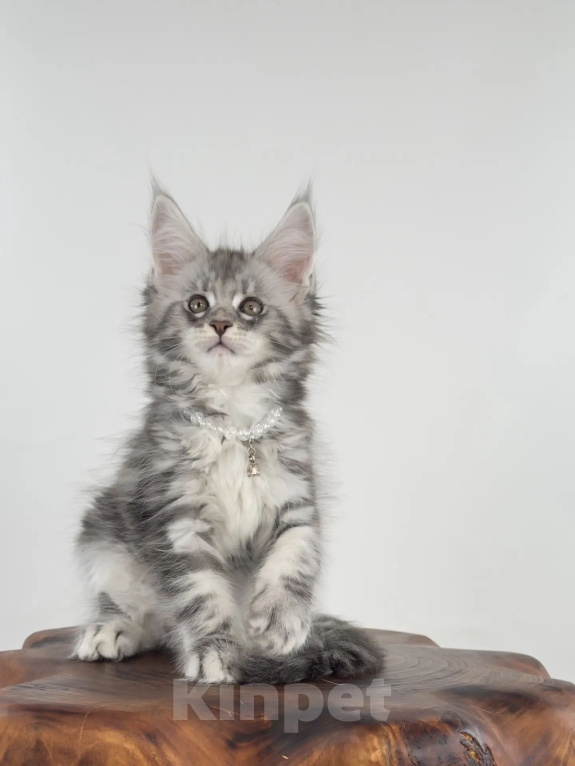 Кошки в Тюмени: Котенок мейн-кун девочка Девочка, 55 000 руб. - фото 5
