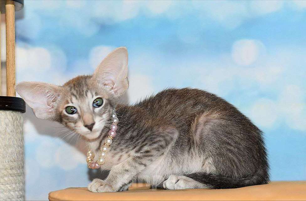 Кошки в Москве: Голубая девочка Девочка, 50 000 руб. - фото 3