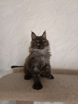 Котенок мейн-кун