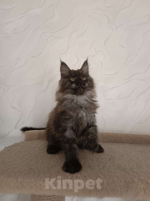 Кошки в Воронеже: Котенок мейн-кун Девочка, 35 000 руб. - фото 1