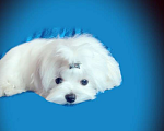 Собаки в Екатеринбурге: Мальтийская болонка — отличный выбор для дома.  Мальчик, Бесплатно - фото 2