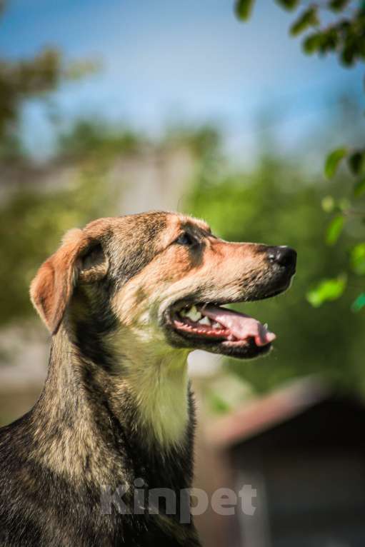 Собаки в Красногорске: Самый обнимательный щенок Перчик 6 месяца очень ждёт родителей  Мальчик, Бесплатно - фото 4