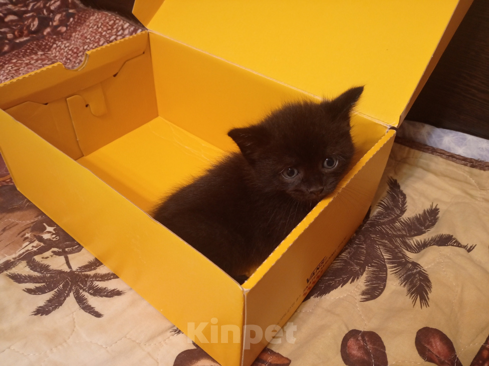 Кошки в Нижнем Тагиле: 🐱 Котята от Британской кошки 🐱 Мальчик, Бесплатно - фото 6