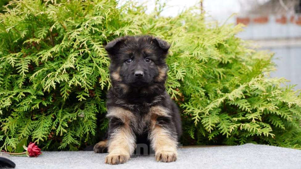 Собаки в Москве: Немецкая овчарка щенок девочка дш Девочка, 50 000 руб. - фото 5