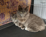 Кошки в Москве: Котенок в добрые руки Девочка, Бесплатно - фото 5