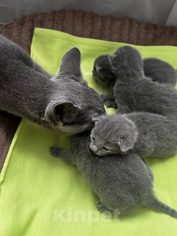 Кошки в Челябинске: продам Разнополые, 100 000 руб. - фото 3