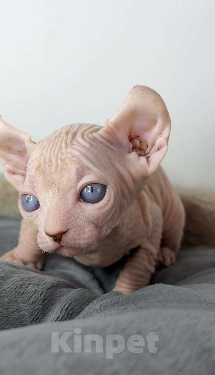 Кошки в Самаре: Котёнок эльф Девочка, 90 000 руб. - фото 3