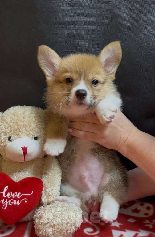 Собаки в других городах Московской области: Вельш корги пемброк мальчик  Мальчик, 38 000 руб. - фото 9